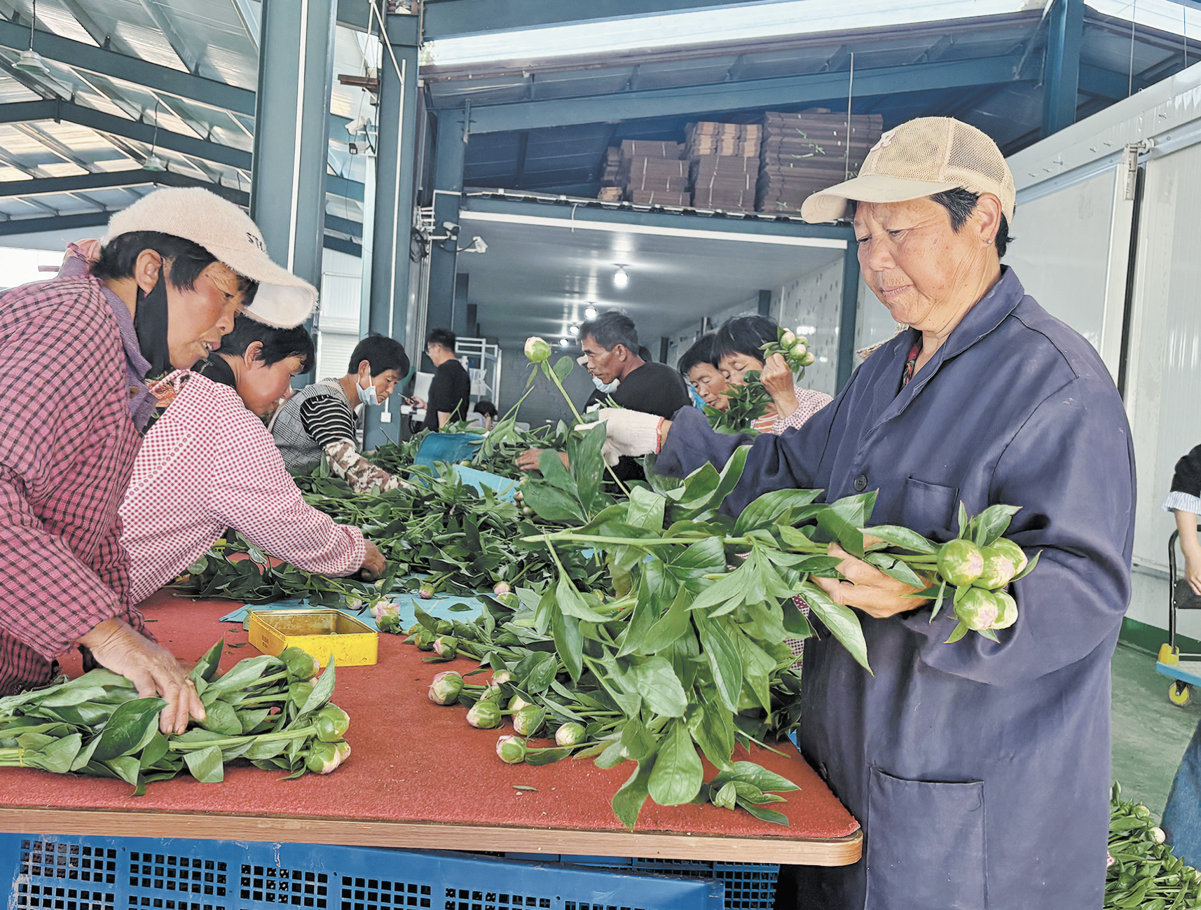 芍药“接力”牡丹，绽放“美丽经济”新画卷